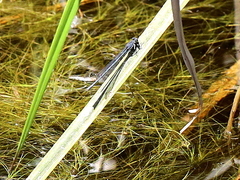 Pseudagrion draconis