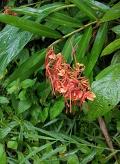 Hedychium coccineum