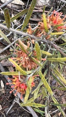 Grevillea polybractea