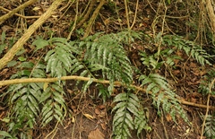 Asplenium gemmiferum