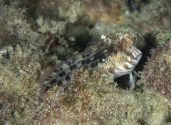 Parablennius intermedius