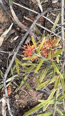 Grevillea polybractea