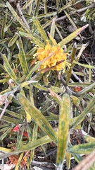 Grevillea polybractea