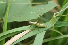 Conocephalus exemptus