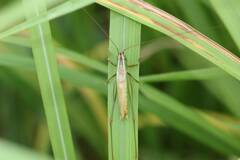 Conocephalus exemptus