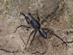 Ianduba