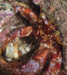 Dardanus crassimanus