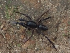 Ianduba
