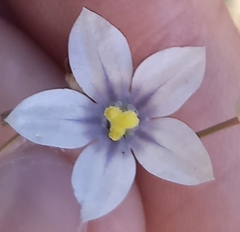 Wahlenbergia marginata