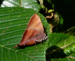 Penaincisalia purpurea