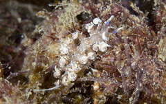 Phyllodesmium