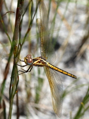 Trithemis furva