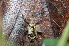 Svistella bifasciata