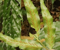 Asplenium gemmiferum