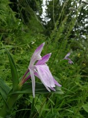 Roscoea purpurea