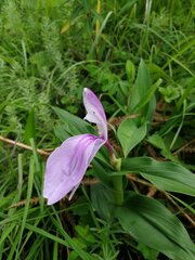 Roscoea purpurea