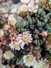 Oscularia deltoides