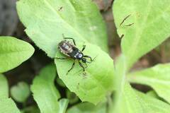 Ectrychotes andreae