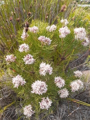 Serruria ascendens
