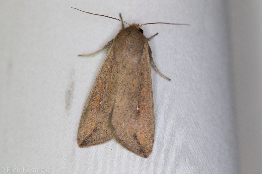 Armyworm Moth from Anderson Mill, Austin, TX 78750, USA on October 27 ...