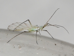 Euceraphis