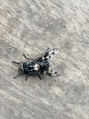 Spilotabanus multiguttatus