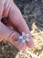 Wahlenbergia marginata