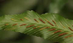 Asplenium gemmiferum
