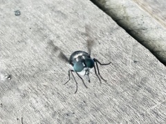 Spilotabanus multiguttatus