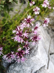 Lobelia jasionoides