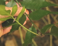 Asplenium gemmiferum