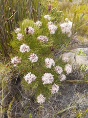 Serruria ascendens