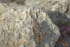 Chorthippus maritimus