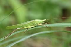 Euconocephalus varius