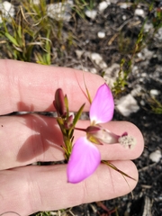 Polygala bracteolata