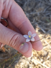 Wahlenbergia marginata