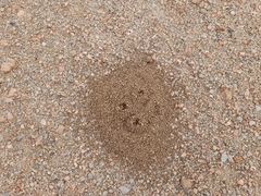 Hodotermes mossambicus