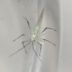Euceraphis