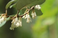 Elaeagnus pungens