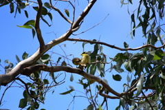 Lichenostomus melanops