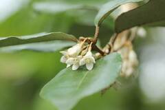 Elaeagnus pungens