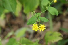 Crepidiastrum denticulatum