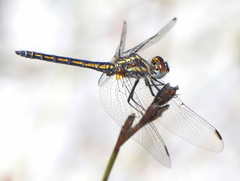 Trithemis furva