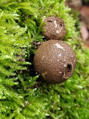Lycoperdon umbrinum