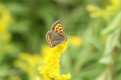 Lycaena phlaeas daimio