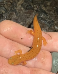 Pseudotriton ruber