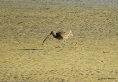 Numenius madagascariensis