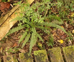 Asplenium lunulatum