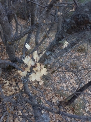 Acer granatense