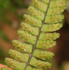 Asplenium lunulatum
